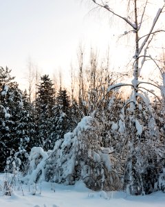 Sun setting behind trees.