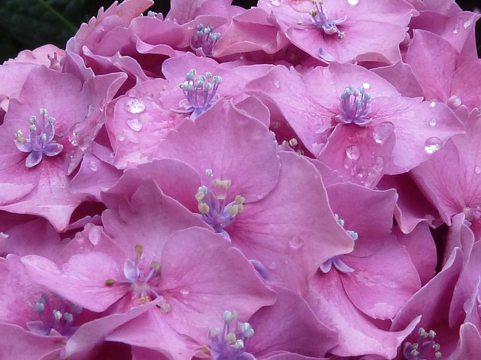 Blossom bloom flower