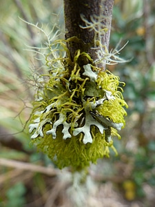 Natural growth yellow