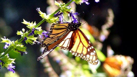 Monarch Butterfly - Mexico