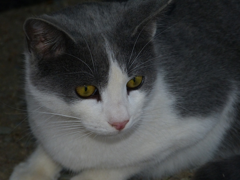 Pet cat's eyes animal