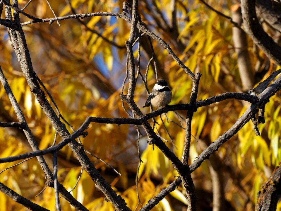 Black-capped Chickadee