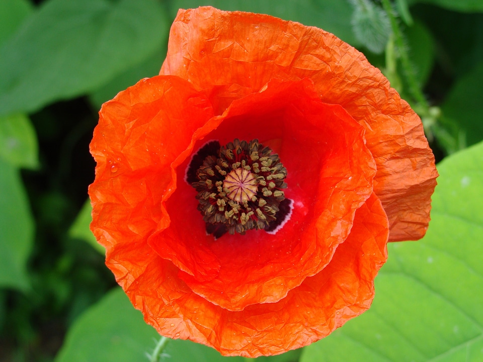 Makowka nature poppy