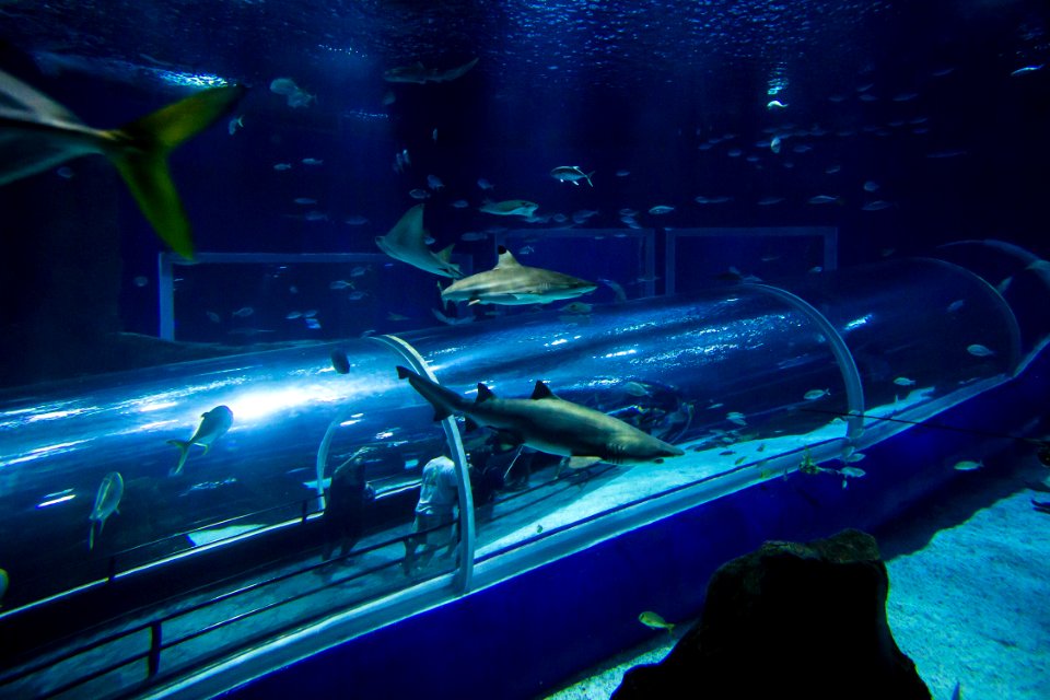 BrunaPrado AquaRio Rio de Janeiro RJ