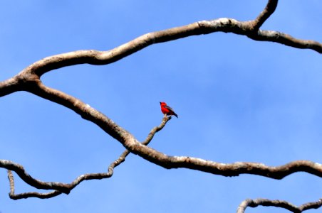 Assis Lima Fauna Rio Branco AC photo