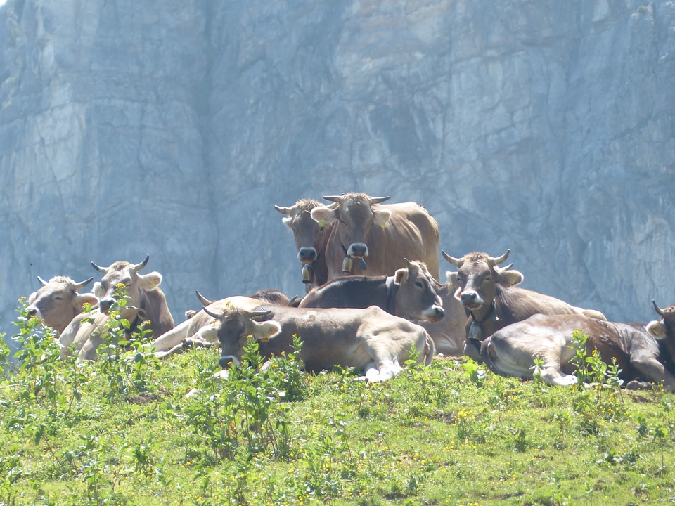 Rest cattle brown