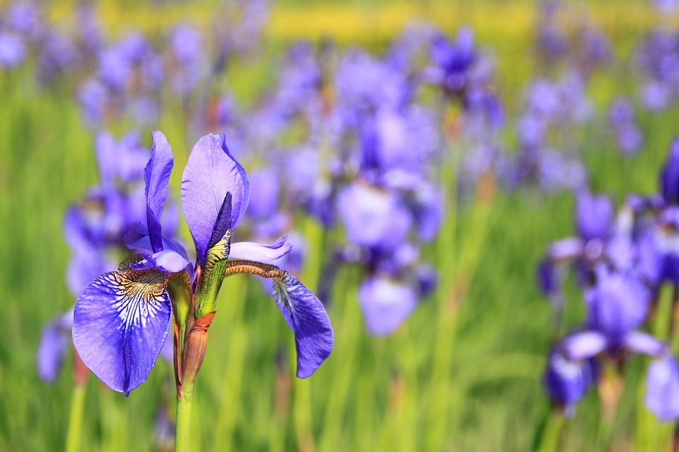 Purple flowers meadow