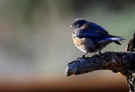Western Bluebird
