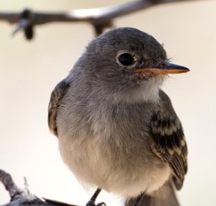 Gray Flycatcher Juv Close 6 Crop