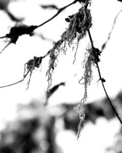 Close up of frozen branch. photo