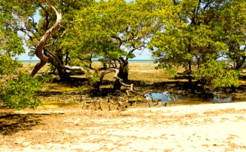 Gleidson Santos - Manguezal na Praia de Conceição  Itaparica BA