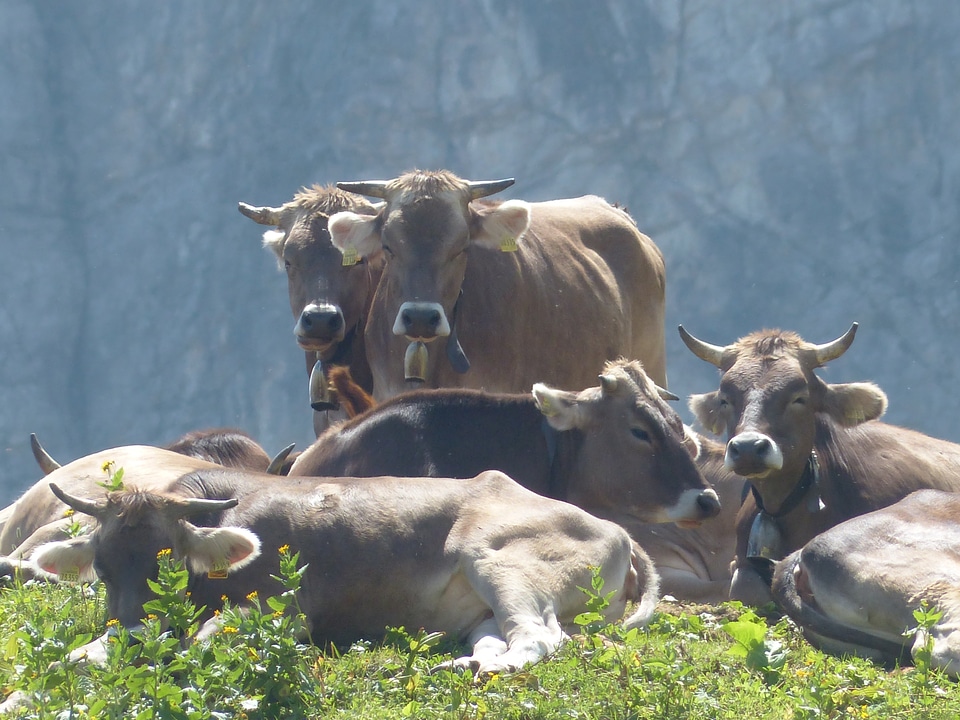 Rest cattle brown