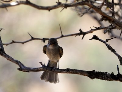 Gray Flycatcher Juv Close 5