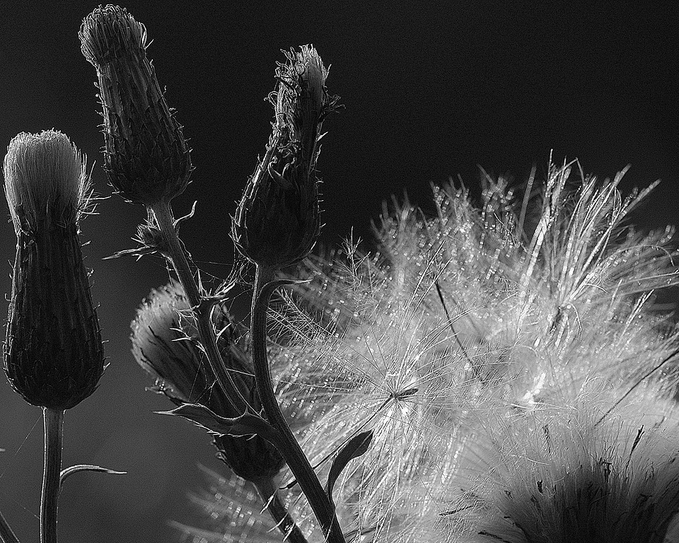 Flowers seed dandelion