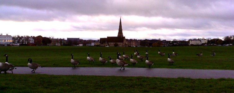 Canada Geese - Blackheath Common - Greenwich - London - UK