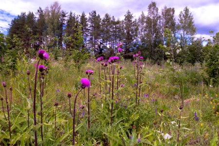 Wild flowers on forest clearing