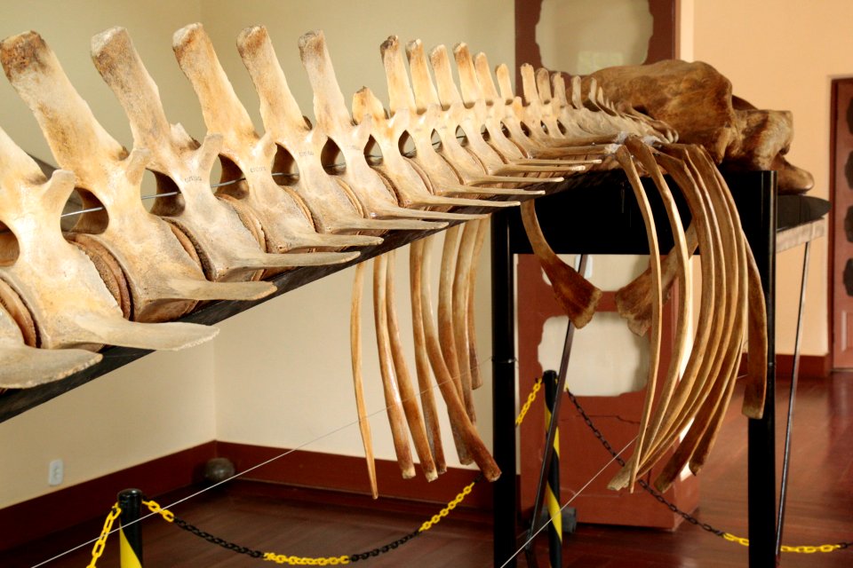 TiagoSilveira MuseuMunicipalDeSantarem Santarem Para
