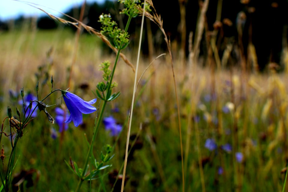 meadow bell photo