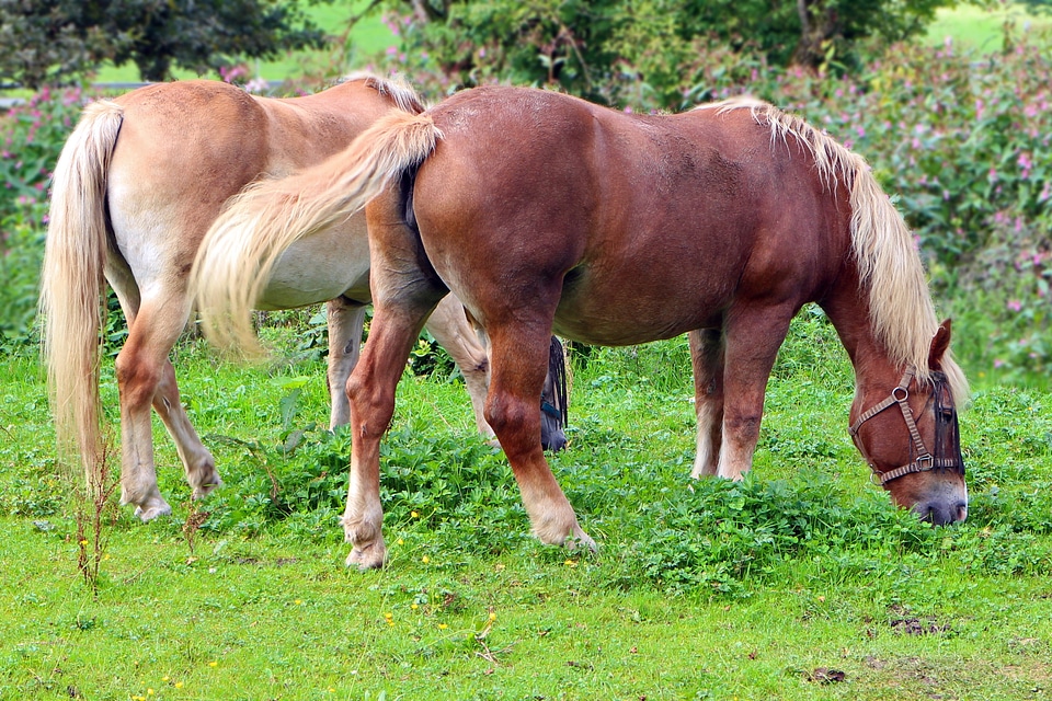 Pasture nature grass