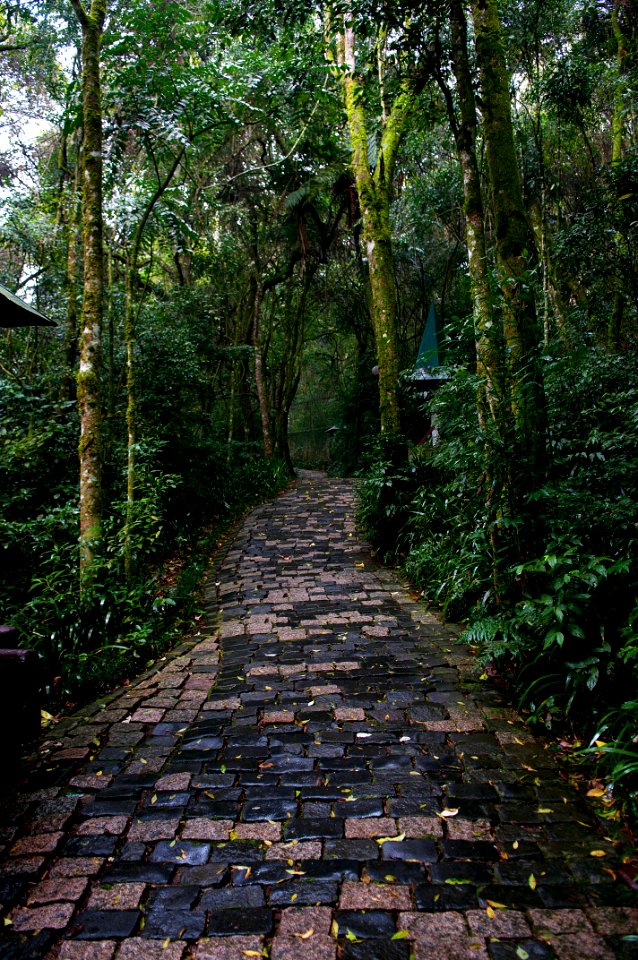 RenatoSoares BosquedoAlemao Curitiba PR