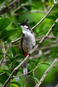 紅耳鵯 Red-whiskered Bulbul photo