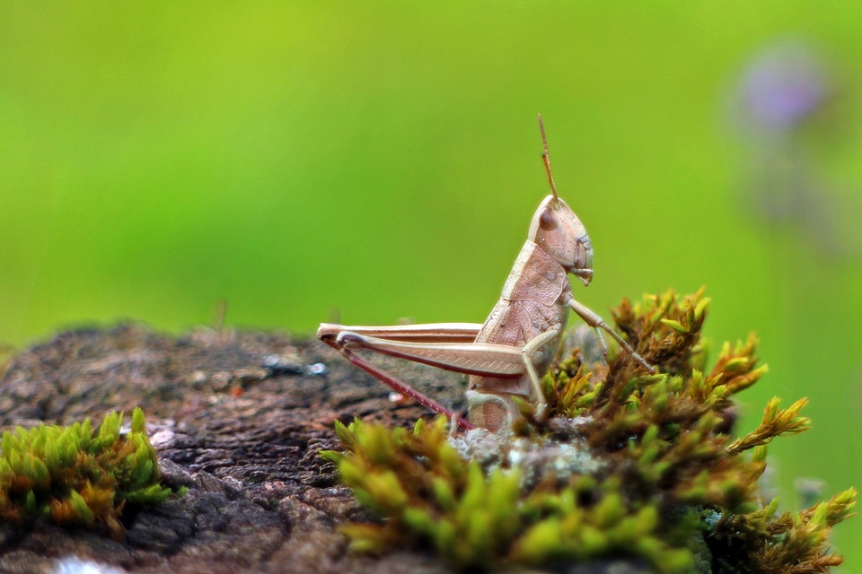 Caelifera insect field