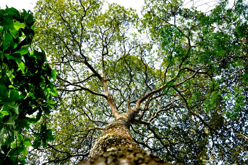 Assis Lima Flora  Rio Branco AC