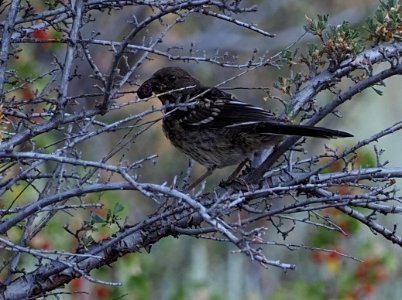 Juv Spotted Towhee 1 Crop