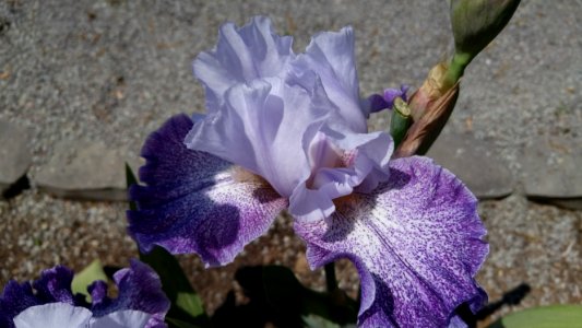 purple iris