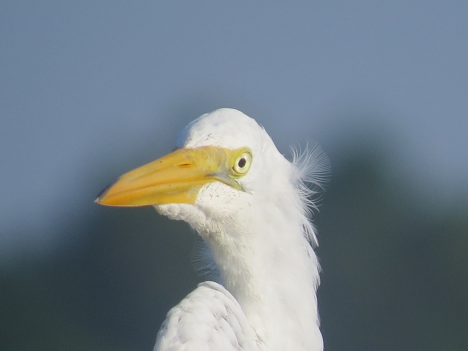 Animal beak avian