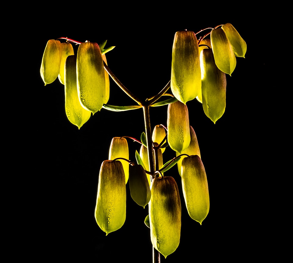 Bloom bright illuminated