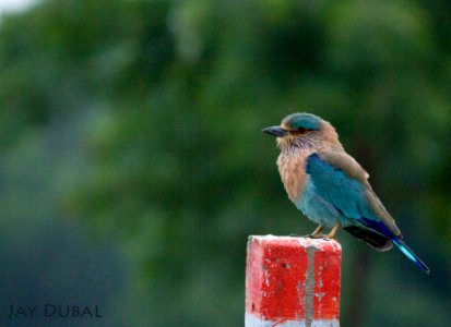 Indian roller