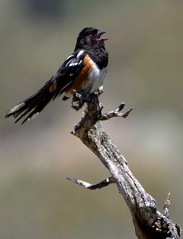 Spotted Towhee crop 5A