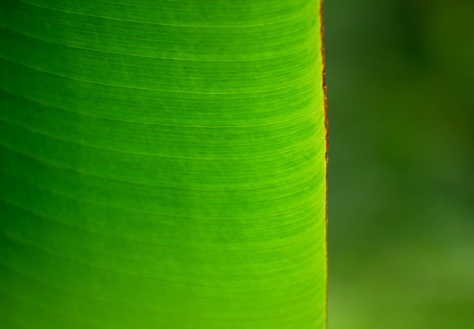 banana leaf photo