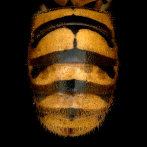 Hoplostelis multiplicata
