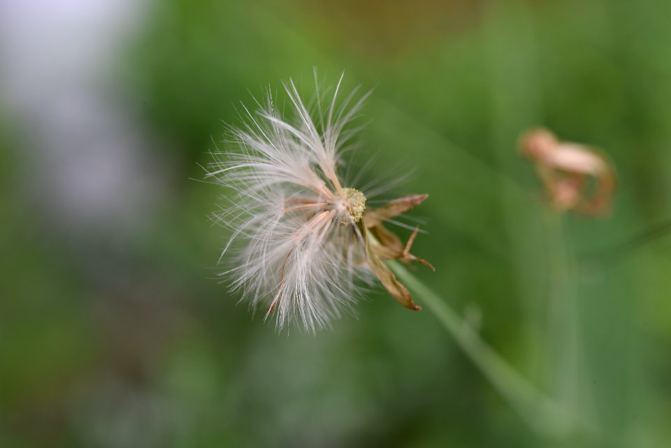 蒲公英屬 Genus Taraxacum