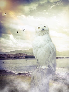 Sky clouds birds