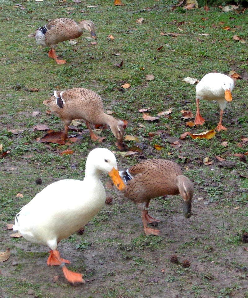 Canards coureurs indiens