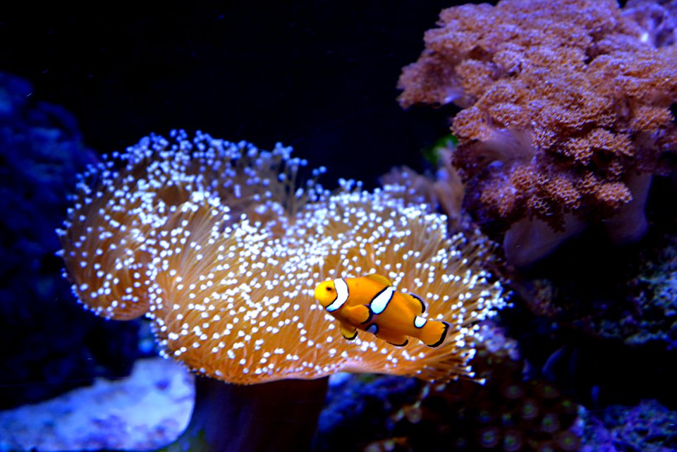 Renato Soares Museu Oceanográfico Univali BarneárioPiçarras SC