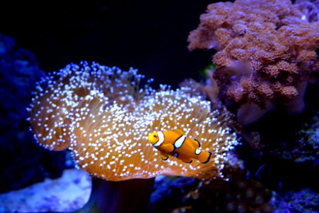 Renato Soares Museu Oceanográfico Univali BarneárioPiçarras SC