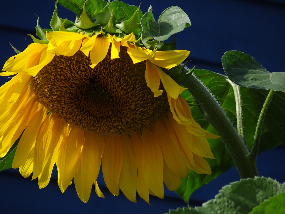 Bloom yellow nature