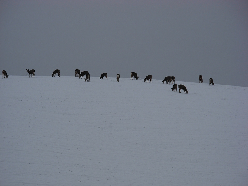 Hill animal wildlife