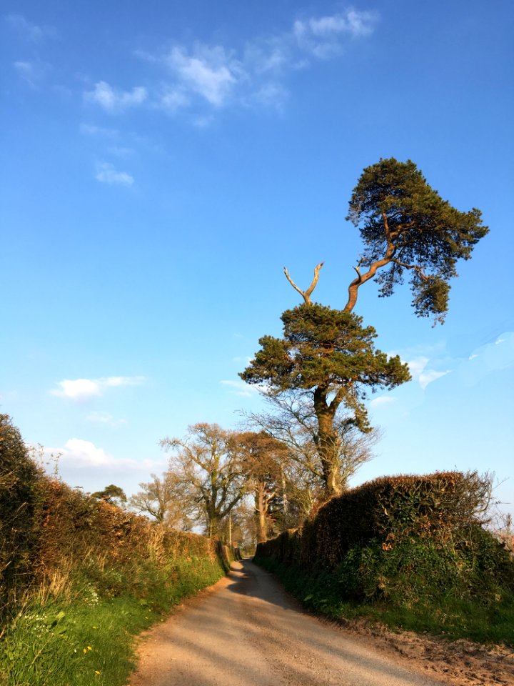 Evening Walk April 8th 2020-6