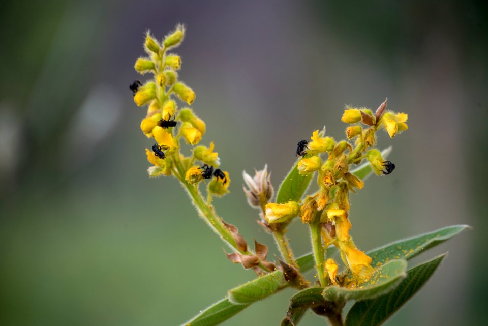 Augusto Miranda Fauna Flora Formosa GO