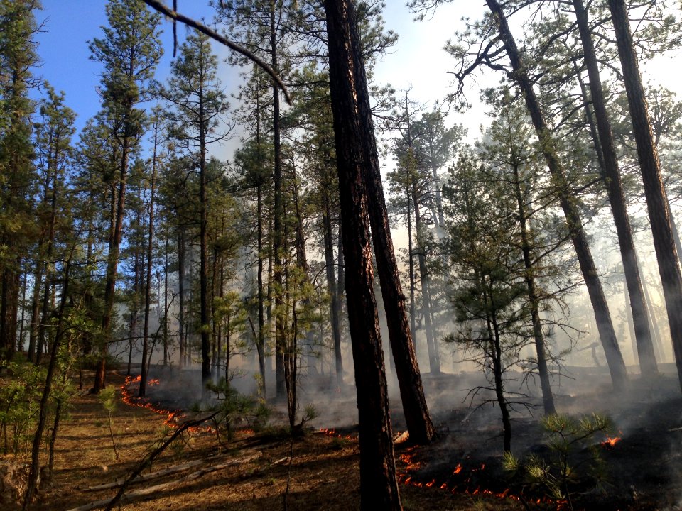 Managed Lightning Fire in Ponderosa Pine Forest, Gila NF, NM