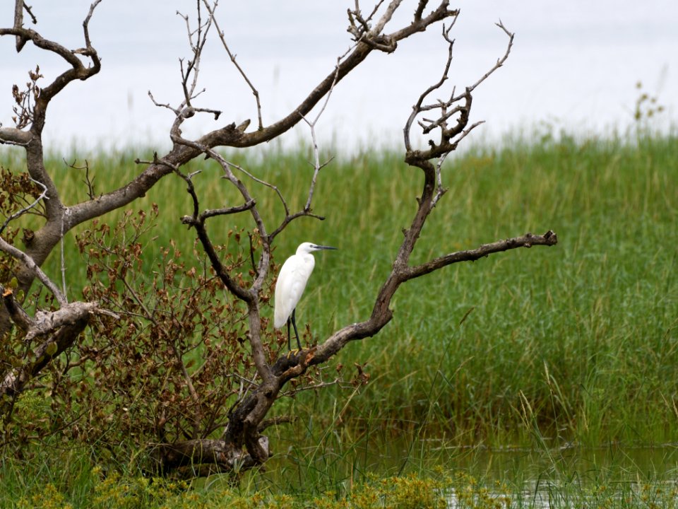 小白鷺 Egretta garzetta