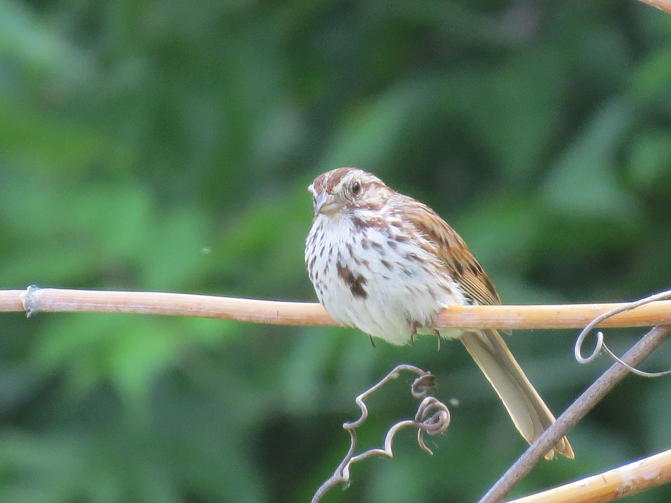 Feathers perched sitting