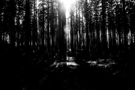 Backlit forest silhuette photo