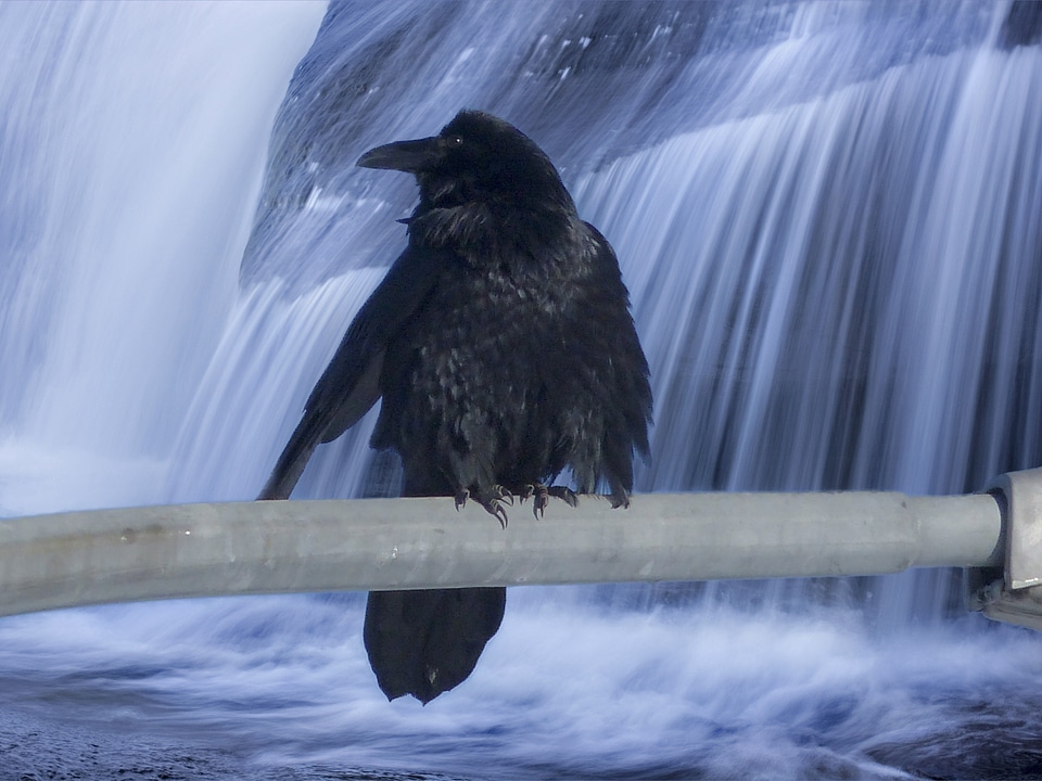 Black feathered animal