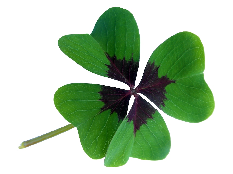 Four leaf clover lucky charm vierbl�?ttrig